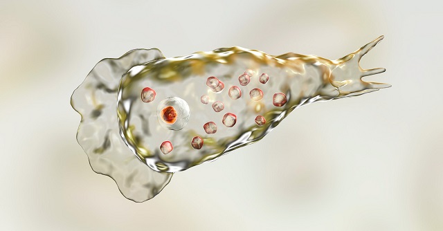 Amoeba Berkembang Biak Dengan Cara...