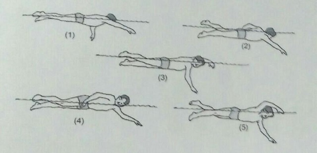 Bentuk Gerakan Kaki Pada Renang Gaya Bebas Adalah