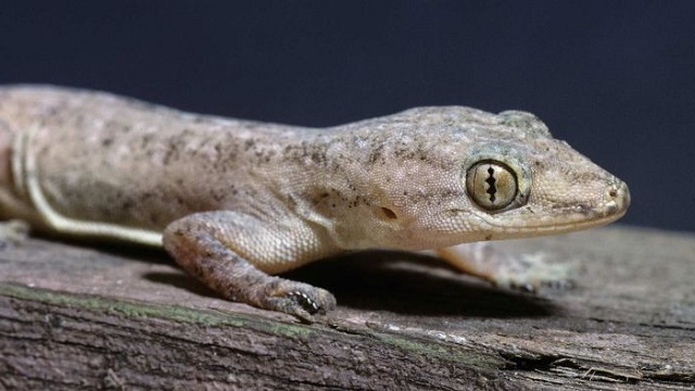 Cicak Berkembang Biak Dengan Cara