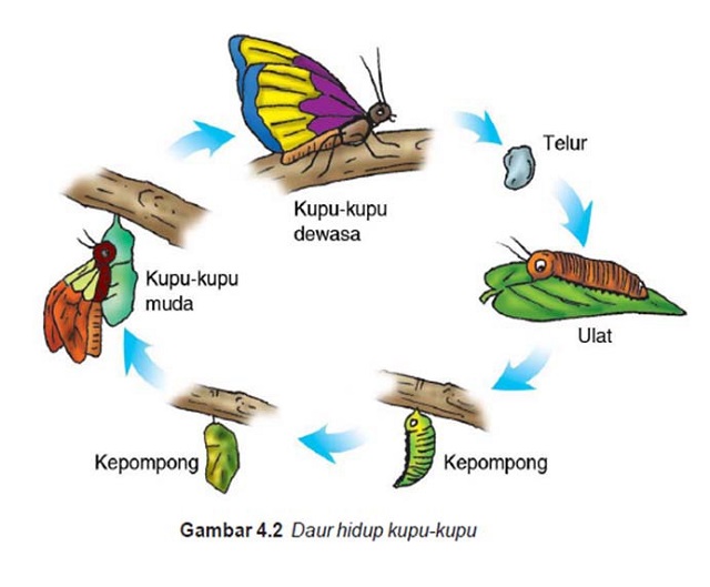 Gambar daur hidup kupu-kupu