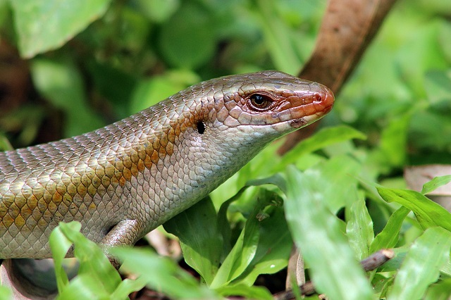 Kadal Berkembang Biak Dengan Cara
