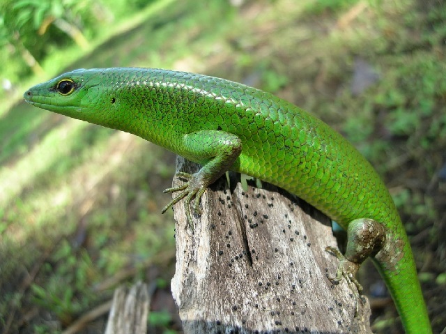 Kadal Berkembang Biak Dengan Cara