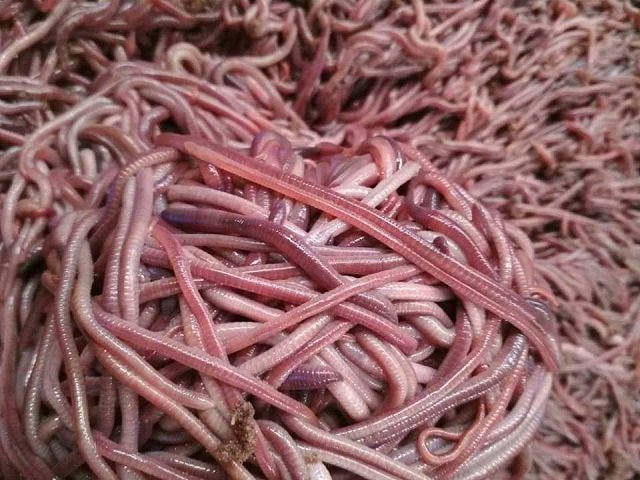 Perkembangbiakan cacing