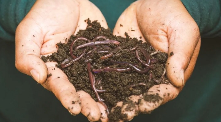 cacing berkembang biak dengan cara