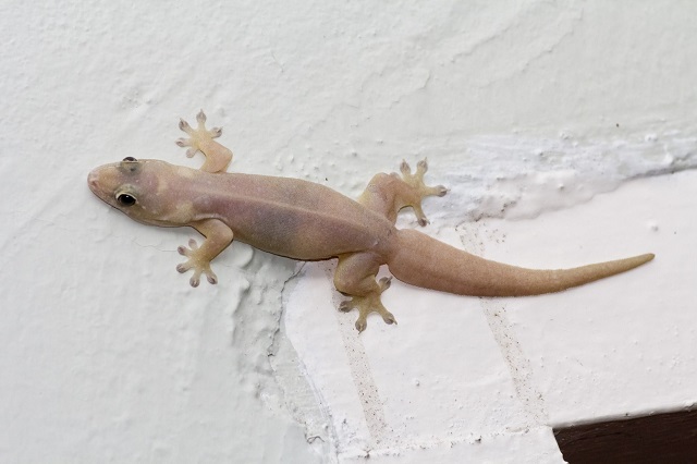 cara berkembang biak cicak (1)