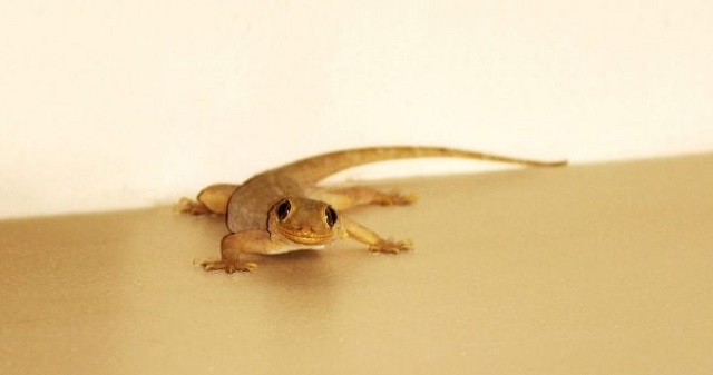 cara berkembang biak cicak