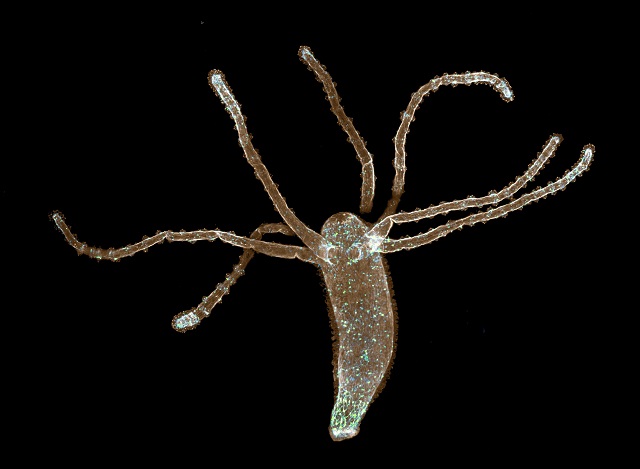 hydra berkembang biak dengan cara