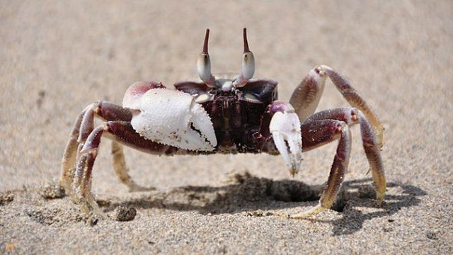 Kepiting Berkembang Biak Dengan Cara