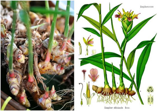 cara berkembang biak jahe