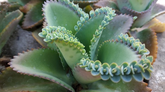 cocor bebek berkembang biak dengan cara