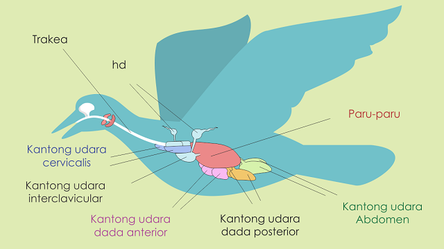 organ pada burung yang dapat menyimpan cadangan udara saat terbang adalah