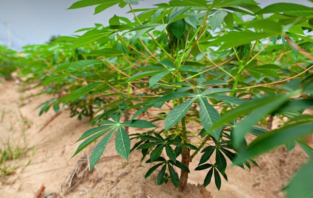 singkong berkembang biak dengan cara