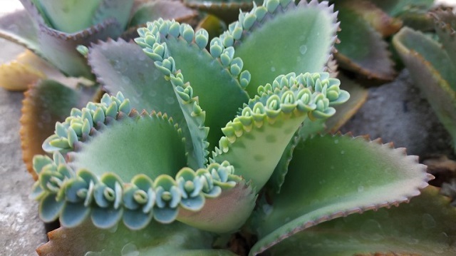 tanaman cocor bebek akan menumbuhkan tunasnya pada bagian