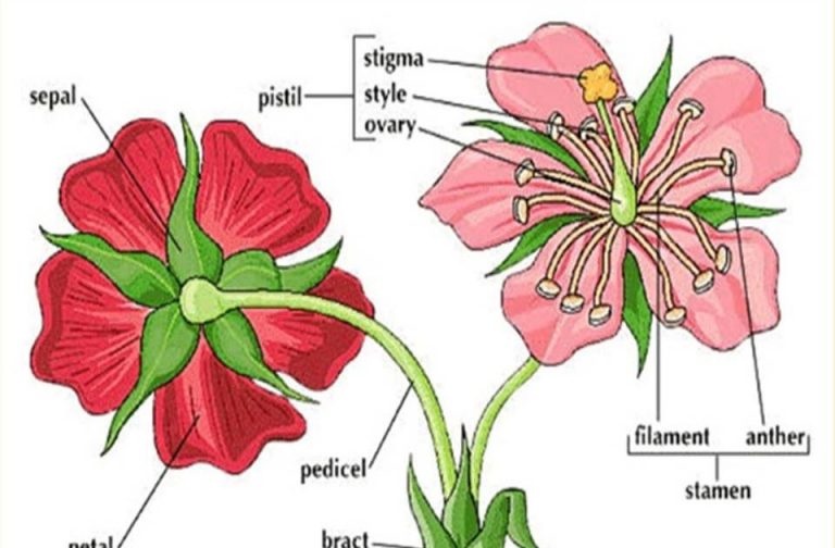 Bagian Bunga Yang Merupakan Sel Kelamin Jantan