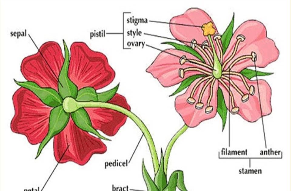Bagian Bunga Yang Merupakan Sel Kelamin Jantan