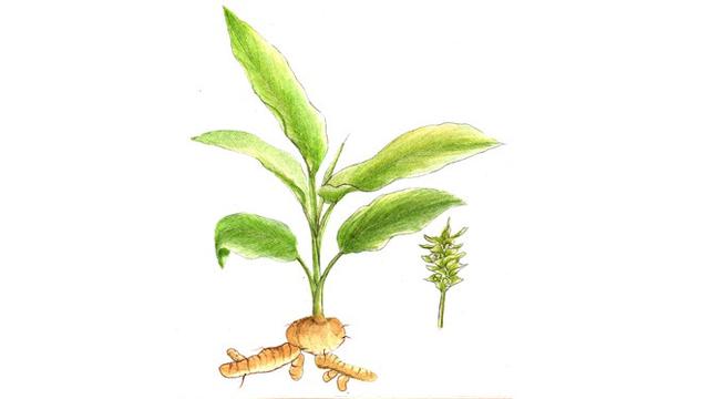 Cara berkembang biak kunyit