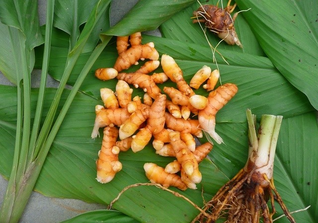 Kunyit Berkembang Biak Dengan Cara...