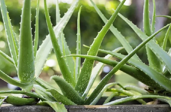 lidah buaya berkembang biak dengan cara