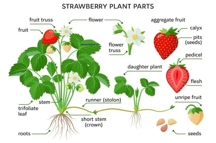 tumbuhan yang berkembang biak dengan geragih adalah