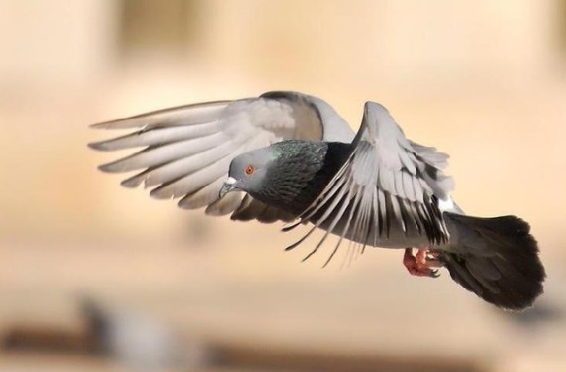 Burung bernapas dengan