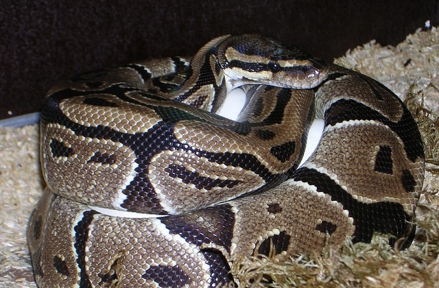 Ular berkembang biak dengan cara