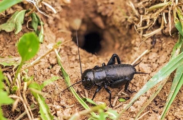 jangkrik berkembang biak dengan cara