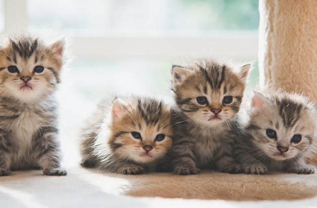 kucing berkembang biak dengan cara