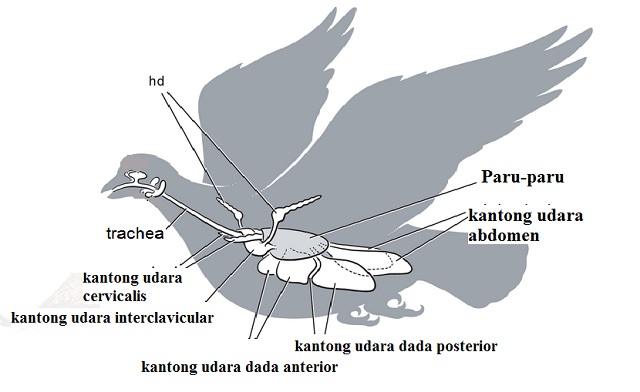 alat pernapasan burung