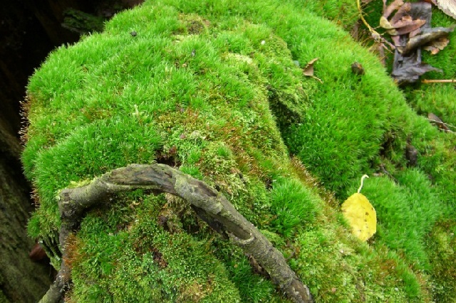 lumut berkembang biak dengan cara