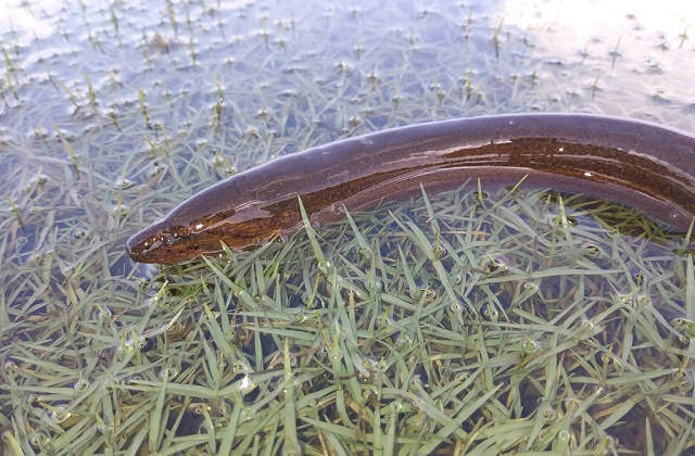Belut Berkembang Biak Dengan Cara