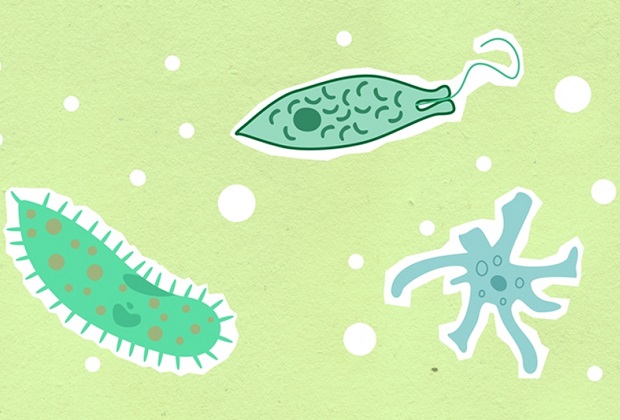 Protozoa Berkembang Biak Dengan Cara