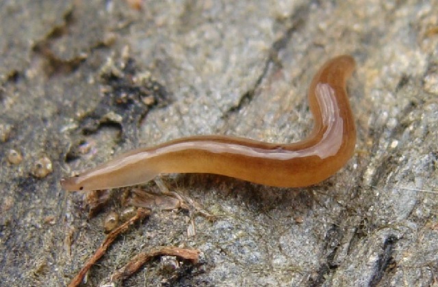 Planaria Berkembang Biak Dengan Cara
