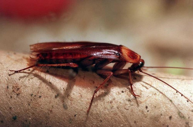 kecoa berkembang biak dengan cara